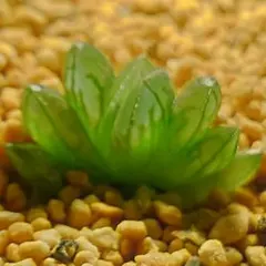 多肉植物　ハオルチア 紫オブツーサ×オブツーサ錦　1005のサムネイル