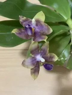 胡蝶蘭 原種 交配種 レア 入手困難phal.lueddemanniana - メルカリ