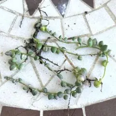 じゅんぱる様 リクエスト 2点 まとめ商品