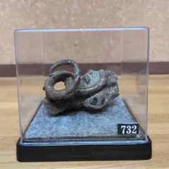 アンモナイト化石(732)