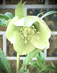 クリスマスローズ