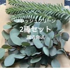 2種　ユーカリ　ポポラス　ブルーブッシュ ミモザ　フレッシュ　生花