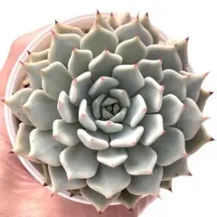 ブルーバニラセット札付きポットごとメルカリ便おらいさん苗3点セットミックスベリア ブルーバニラ札付きポットごとメルカリ便おらいさん苗ミックスベリア