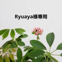 ふんどしパンツ　ショーツ　履き心地にこだわったパンツ　L ～LLのサムネイル