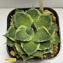 ②アガベ ティンカーベル 子株 小型アガベ 多肉植物