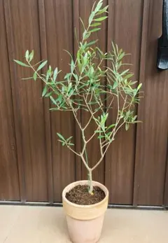 オリーブの木 ネバディロブランコ デザインテラコッタ鉢植え 苗 - メルカリ