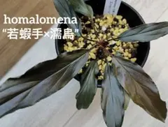 2026年最新】ホマロメナ 赤備の人気アイテム - メルカリ