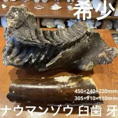 化石　ナンマンゾウ？ 緊急値下げ ひしも(HISHIMO) ニューソルダムゴースト(SOLDUM GHOST) SOMG604