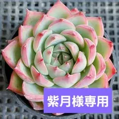 紫月様 リクエスト 6点 まとめ商品