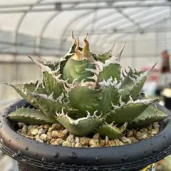 塊根植物 IATSUシリーズ 12体セット 多肉・塊根植物 IATSU シリーズ XSサイズ 11体 コンプリートセット