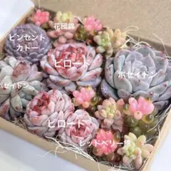 2026年最新】花団錦 多肉の人気アイテム - メルカリ