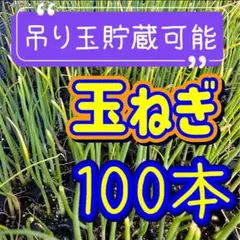 2026年最新】玉ねぎ苗 晩生の人気アイテム - メルカリ