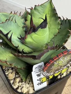 2026年最新】黒火焔の人気アイテム - メルカリ