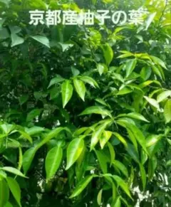 本柚子の葉 無農薬栽培 枝付の葉100枚前後 - メルカリ