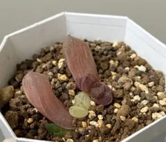 り*ん様 多肉植物 ハオルチア オブツーサ錦 葉挿し 2点