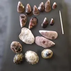 日本海貝殻 セット