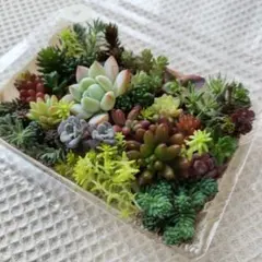 マリさん様 リクエスト 2点 まとめ商品