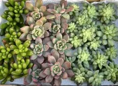 お買い得！メルカリ便　多肉植物　ピンクベリー　虹の玉　マッコスカット苗セット