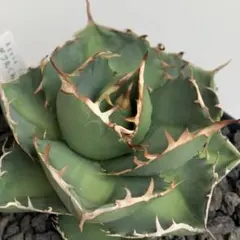 アガベ チタノタ 魔丸 親株 子株付き 鉢植え発送 - メルカリ