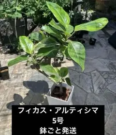 フィカス アルテシマ 大型 170 cm❗ 極太 曲がり 綺麗な葉色 最優良株