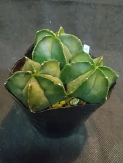 2025年最新】アストロフィツム 亀甲の人気アイテム - メルカリ