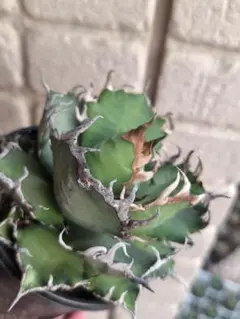 2025年最新】アガベ シーザー 大株の人気アイテム - メルカリ