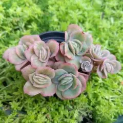 くこ様 リクエスト 3点 まとめ商品