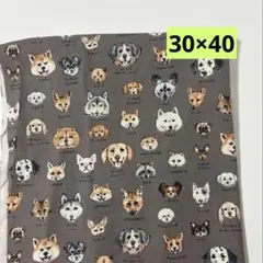【1枚】小学校ランチョンマット30×40 犬図鑑のサムネイル