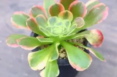Anthurium AOS✖️RVDP斑入り - メルカリ