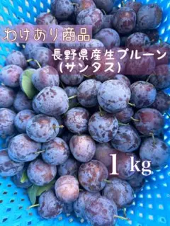 訳あり品　長野県産生プルーン　1kg（箱込）　 サンタス　農家直送　小さめ粒のサムネイル