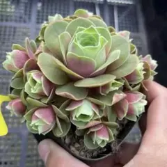 波姫紅薔薇　大群生　モリモリ　15頭以上　グリーノビア　多肉植物のサムネイル