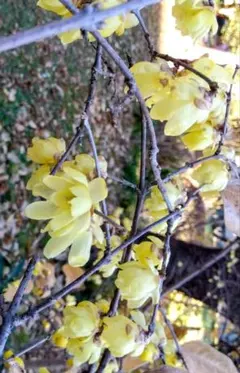 さくら堂様 リクエスト 4点 まとめ商品