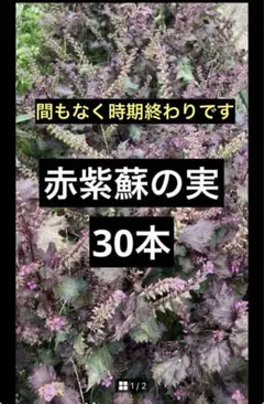2025年最新】穂紫蘇の人気アイテム - メルカリ