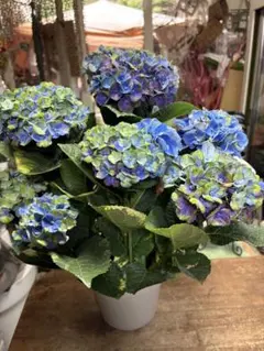 今期新品種希少生産少✳︎小内園芸×大栄花園コズミックCOSMIC紫陽花絞りブルー 今期新品種希少生産少✳︎小内園芸×大栄花園コズミックCOSMIC紫陽花
