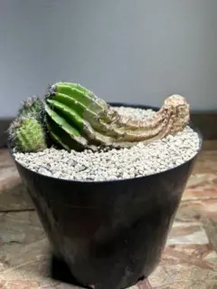 コピアポア ロンギスタミネア PHA2948 1苗 Shabomaniac