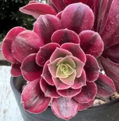 魅金ローズ錦 アエオニウム 多肉植物 - メルカリ
