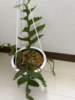 観葉植物　エピフィルム・クリソカルディウム