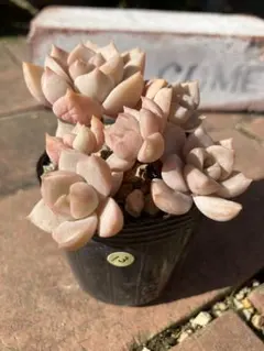 白牡丹⑬ 6㎝ポット抜き苗　多肉植物