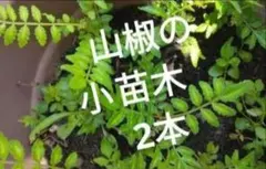 山椒の小苗・農薬不使用・2本のサムネイル