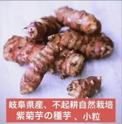 岐阜県産、不起自然耕栽培、紫菊芋の種芋 、小粒3個