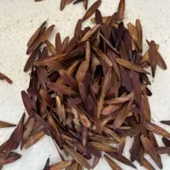 2025年最新】アオダモ 種子の人気アイテム - メルカリ