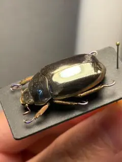 23mm】オプティマプラチナコガネ 標本 頭が金！カナブン ウグイス