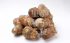 里芋の種子５０粒＋粗品＋全国匿名送料無料です＼(^o^)／ 2026年最新】里芋種芋の人気アイテム - メルカリ