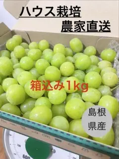 【特別価格】島根県産 シャインマスカット 箱込み1kgのサムネイル