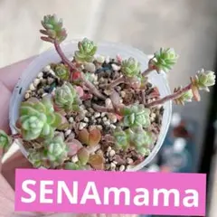 SENAmama様 リクエスト 3点 まとめ商品
