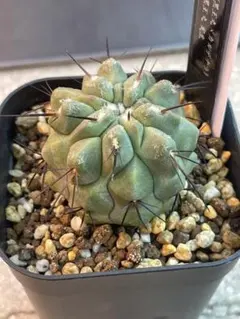 現地球発根済 コピアポア コルムナアルバ Copiapoa 孤竜丸 黒王丸