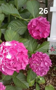 ☆26紫陽花☆ブラックダイヤモンド☆挿し穂☆2本✩のサムネイル