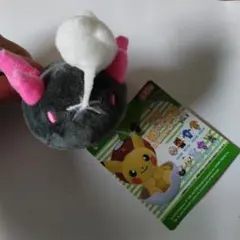 ナマコブシのサムネイル