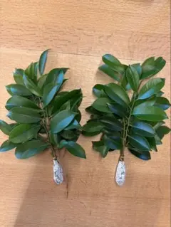 国産 本榊2本セット 25cm 無農薬のサムネイル