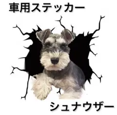 車用ステッカー　犬　3D　シール　カー用品 シュナウザー 15㎝×15㎝